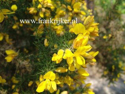 Genista anglica