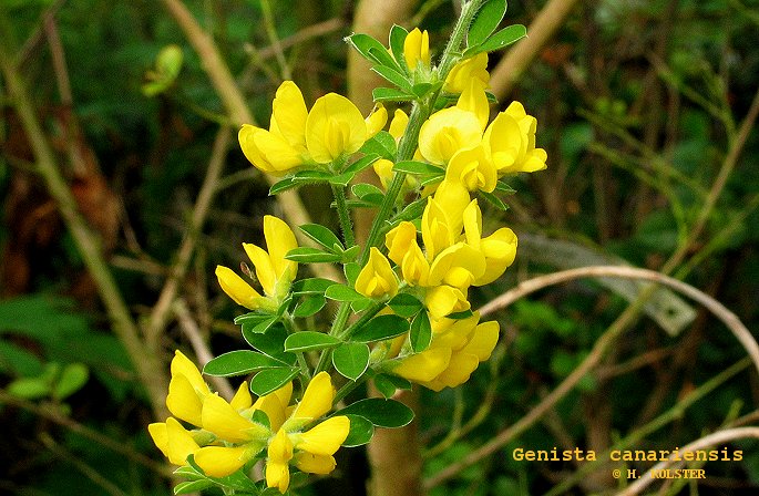 Genista canariensis Genista canariensis