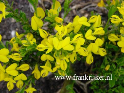 Genista pilosa 'Vancouver Gold'