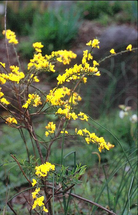 Genista pilosa
