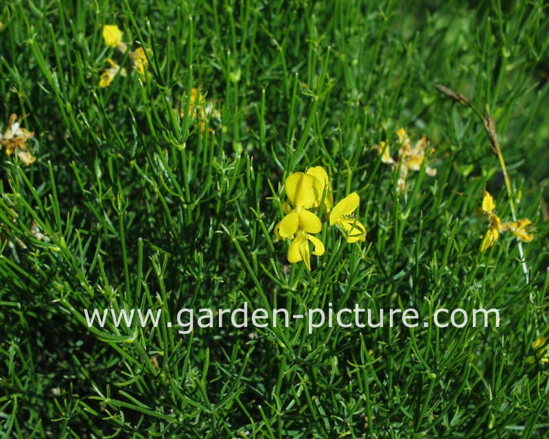 Genista radiata