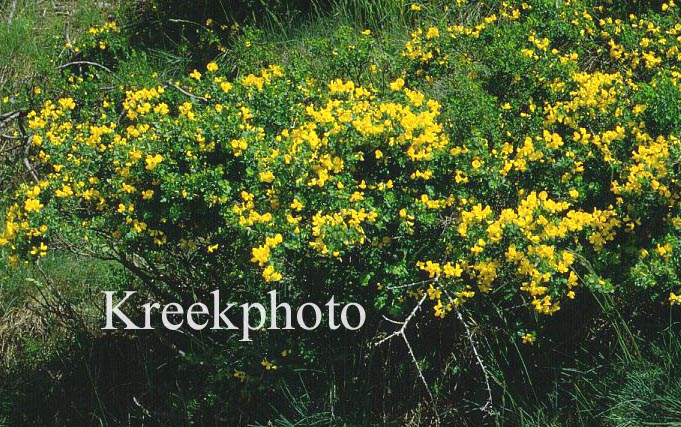 Genista sagittalis