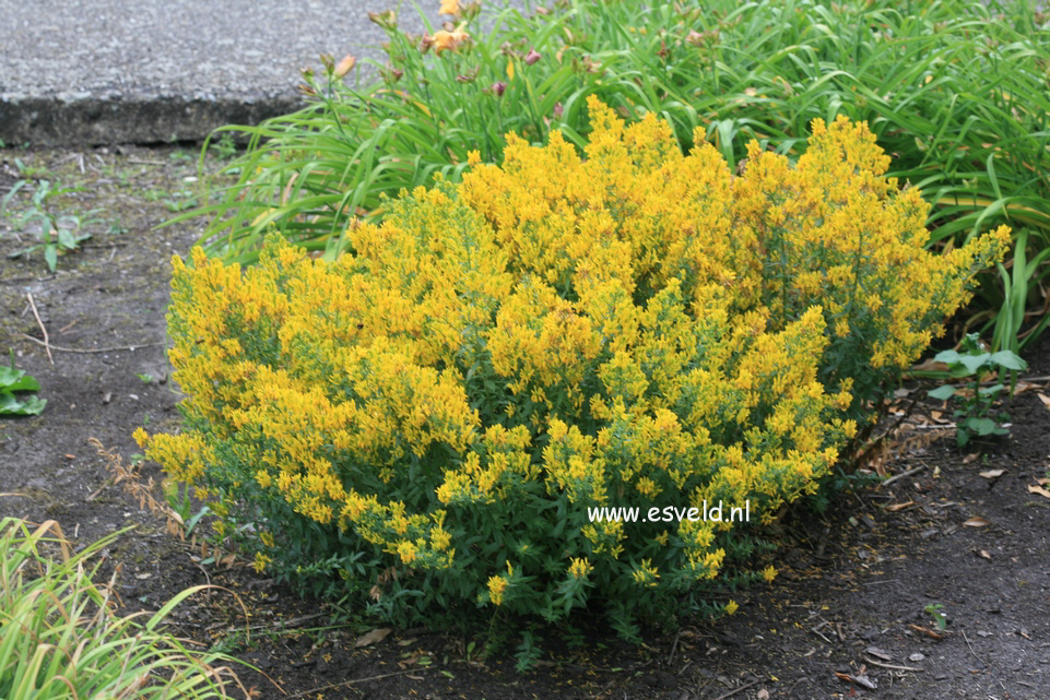 Genista tinctoria 'Royal Gold'