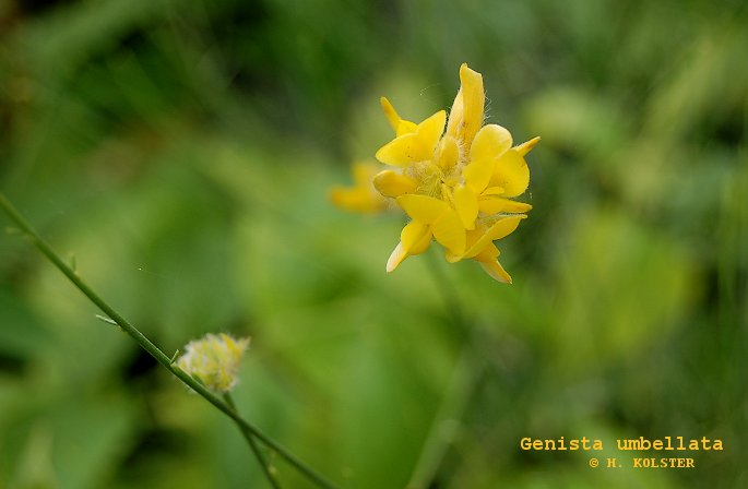 Genista umbellata