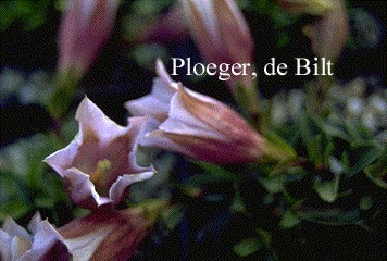 Gentiana acaulis 'Alboviolacea'