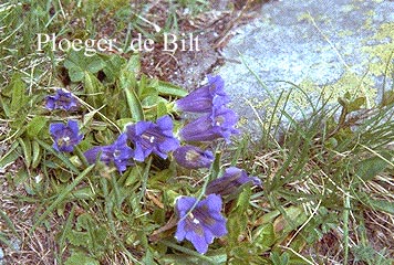 Gentiana angustifolia