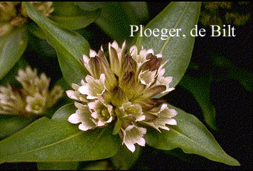 Gentiana tibetica