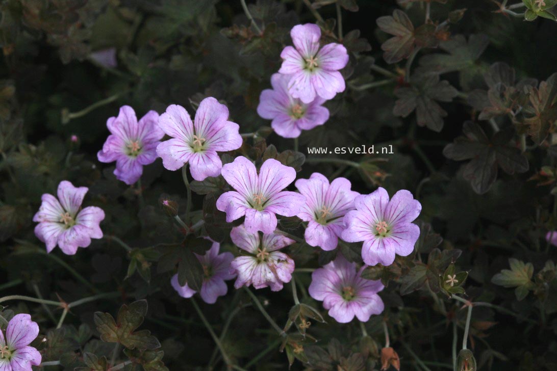 Geranium 'Dusky Crug' (35255)