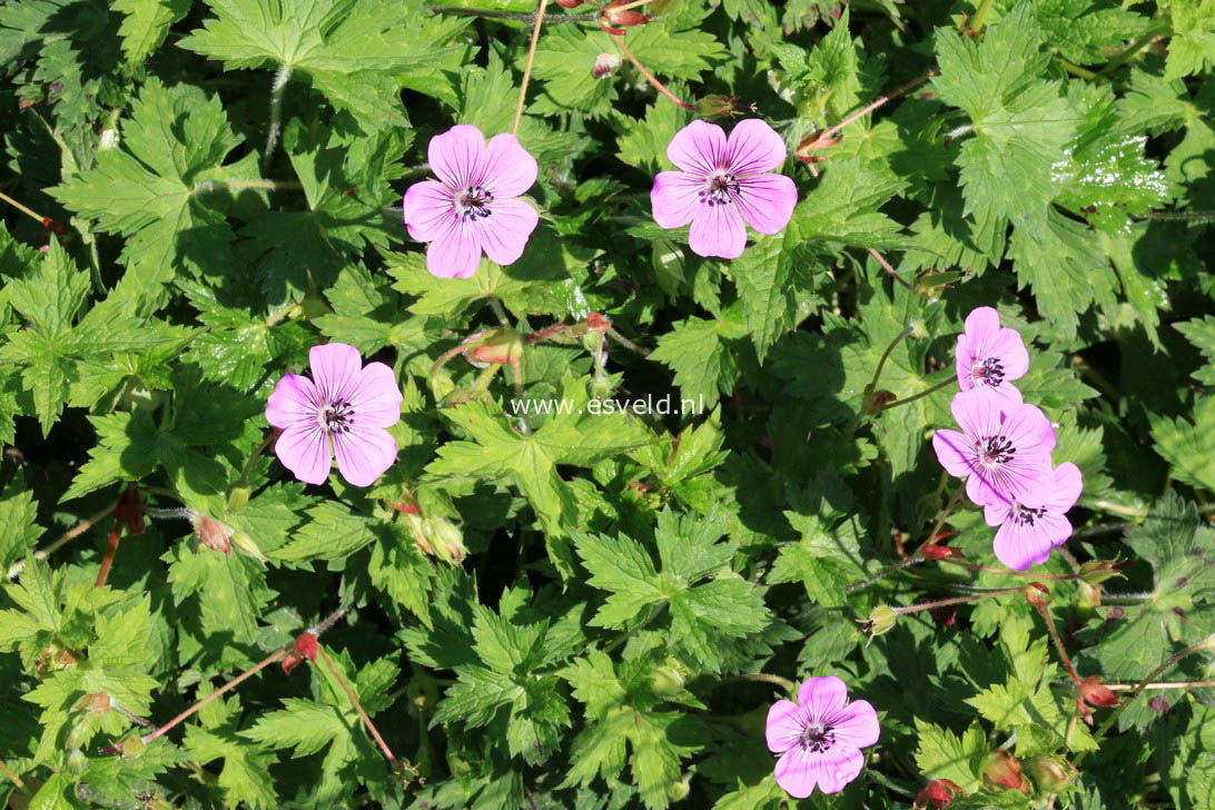 Geranium 'Pink Penny'