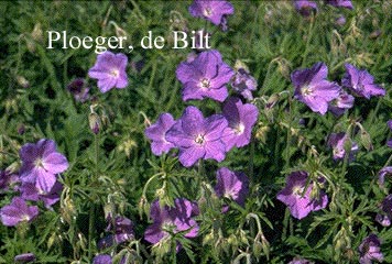 Geranium 'Spinners' Geranium 'Spinners'
