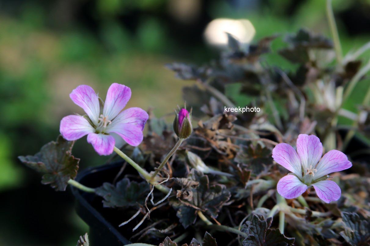 Geranium 'Tanya Rendall'