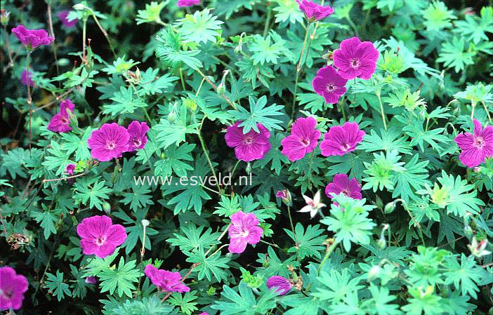 Geranium 'Tiny Monster'