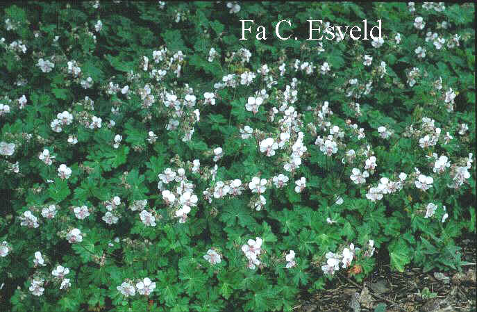 Geranium cantabrigiense 'Biokovo'