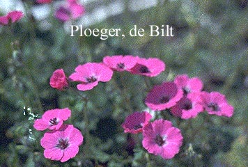 Geranium cinereum 'Splendens' (67628)