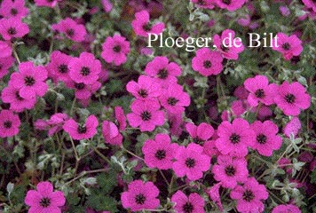 Geranium cinereum var. subcaulescens