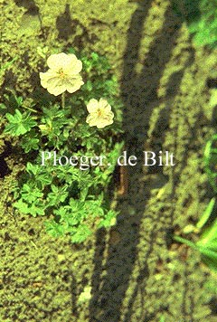 Geranium dalmaticum 'Album'