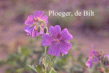 Geranium eriostemon