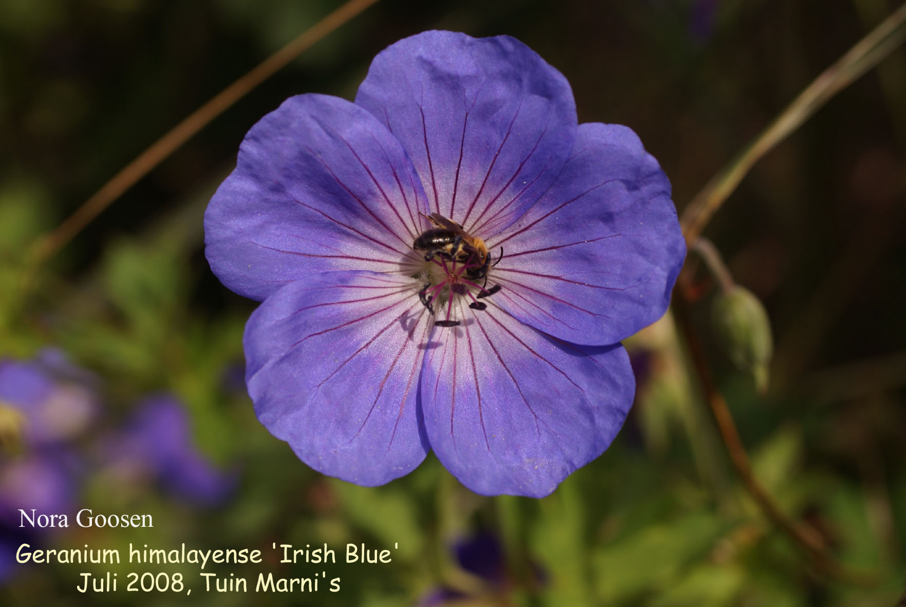 Geranium himalayense 'Irish Blue' Geranium himalayense 'Irish Blue'