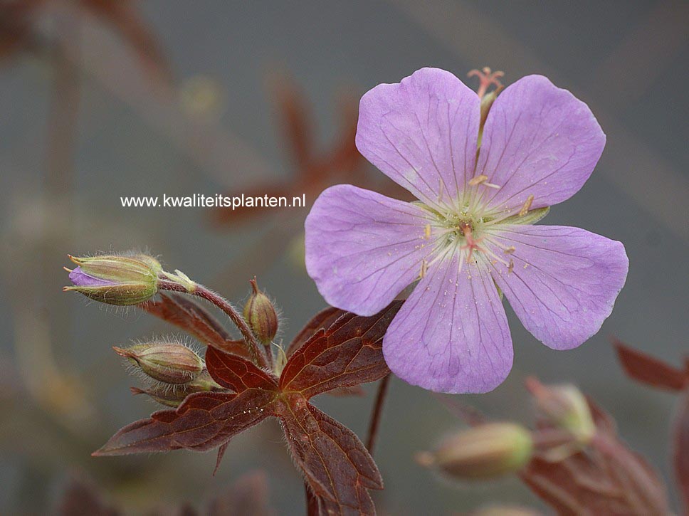 Geranium maculatum 'Elizabeth Ann' (70509)