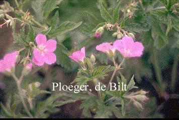 Geranium oxonianum 'Claridge Druce' Geranium oxonianum 'Claridge Druce'