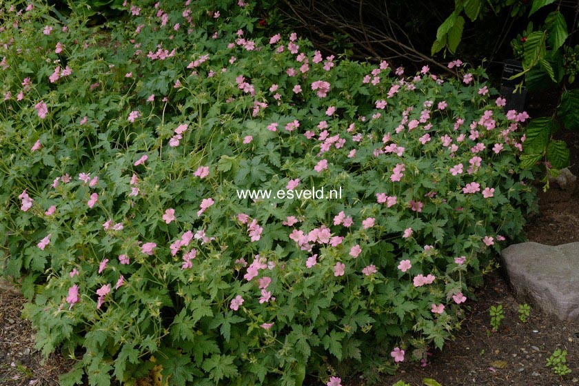 Geranium oxonianum 'Wageningen'
