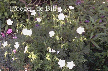 Geranium pratense 'Galactic'