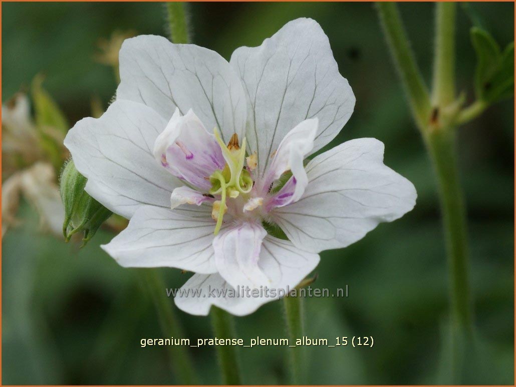 Geranium pratense 'Plenum Album' (C1143)