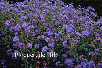 Geranium pratense 'Plenum Caeruleum' Geranium pratense 'Plenum Caeruleum'