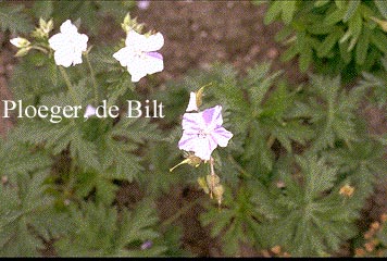 Geranium pratense 'Striatum'