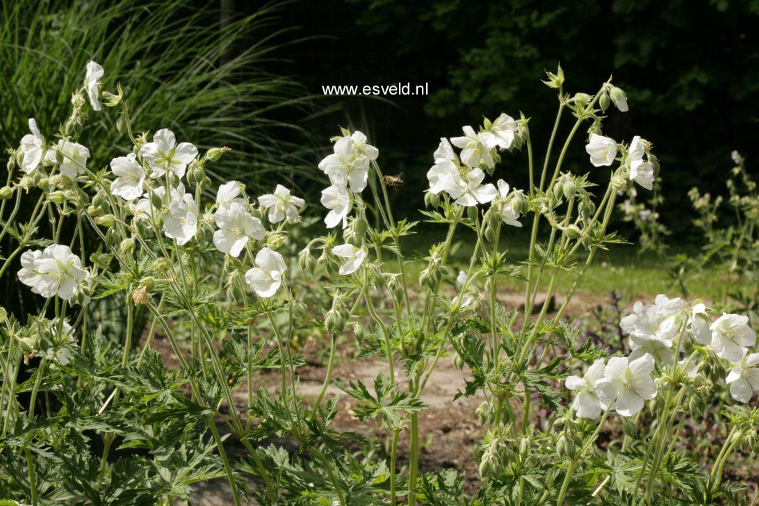 Geranium pratense f. albiflorum