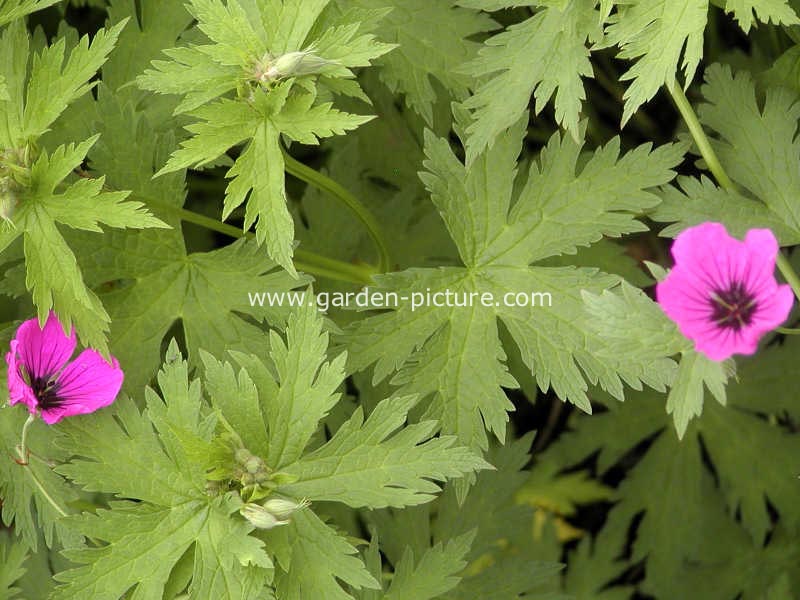 Geranium psilostemon 'Bressingham Flair'