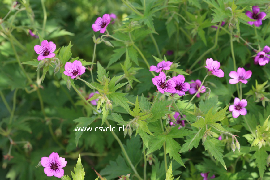 Geranium psilostemon 'Ivan'