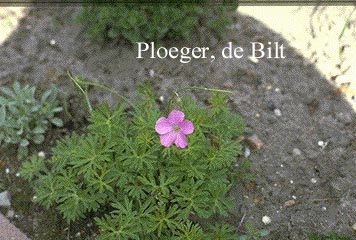 Geranium pylzowianum Geranium pylzowianum