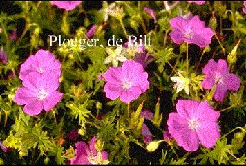 Geranium sanguineum 'New Hampshire Purple'