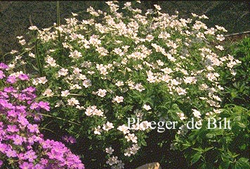 Geranium sylvaticum 'Album'