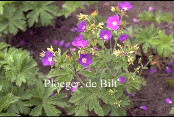 Geranium sylvaticum 'Meran' Geranium sylvaticum 'Meran'