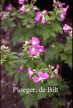 Geranium sylvaticum 'Silva' Geranium sylvaticum 'Silva'