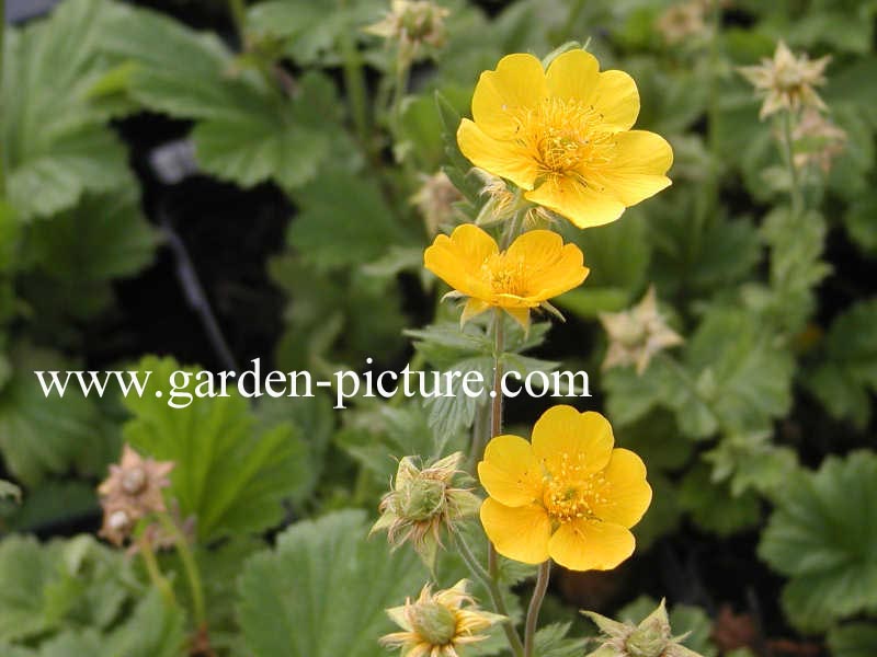 Geum 'Georgenberg'