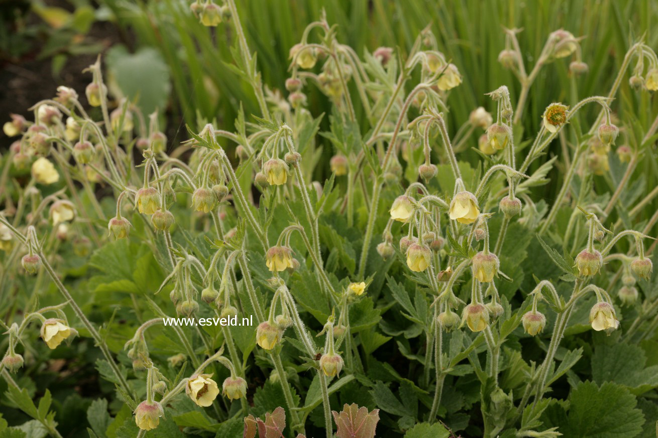 Geum 'Lemon Drops'