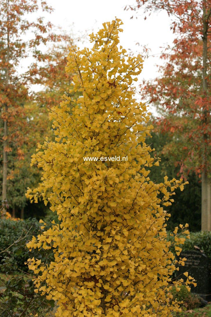 Ginkgo biloba 'Blagon' (GOLDSPIRE)