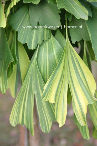 Ginkgo biloba 'Californian Sunset'