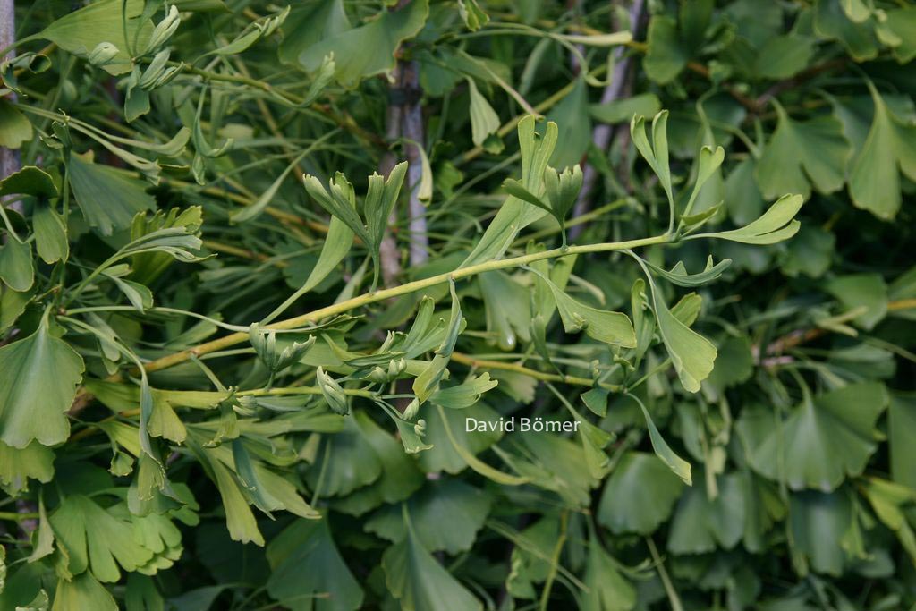Ginkgo biloba 'Chotek'
