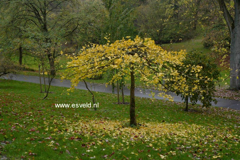 Ginkgo biloba 'Horizontalis'