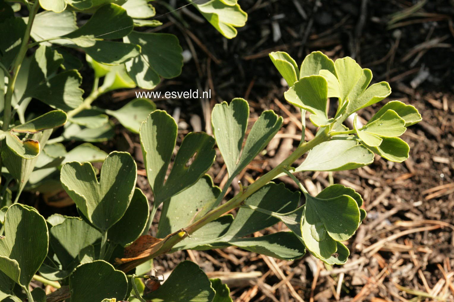 Ginkgo biloba 'Jade Butterflies'