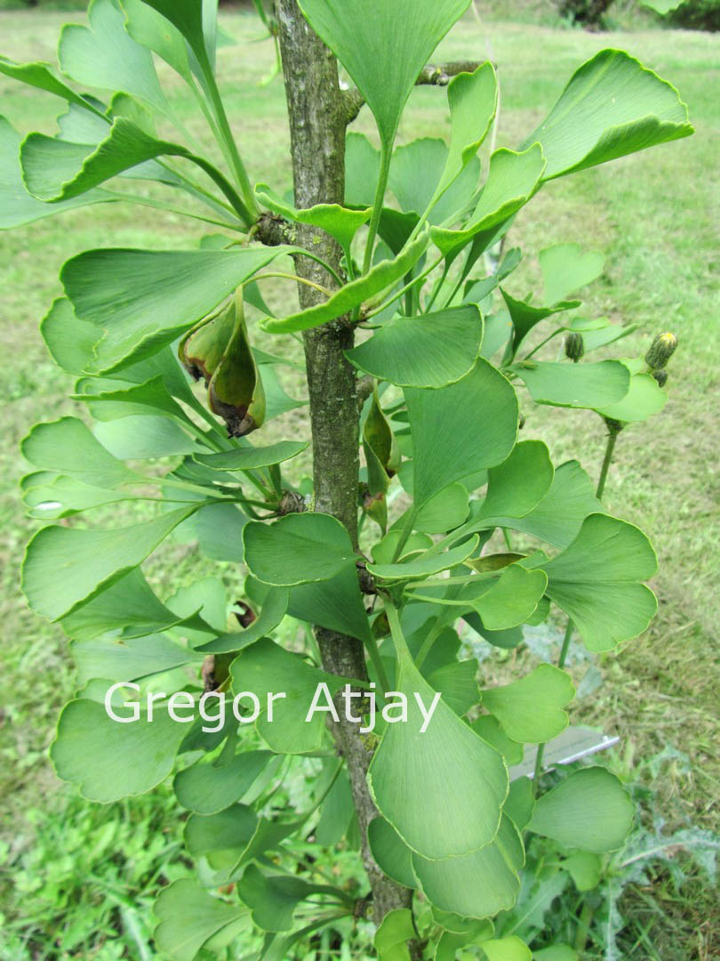 Ginkgo biloba 'King of Dongting'