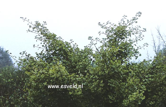 Ginkgo biloba 'Ohazuki'