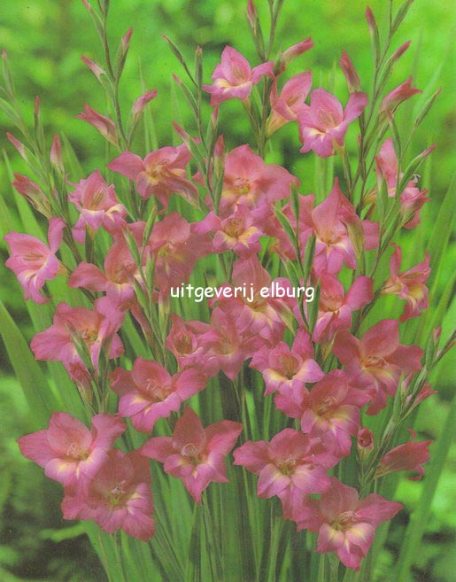 Gladiolus tuborgenii 'Charm' Gladiolus tuborgenii 'Charm'