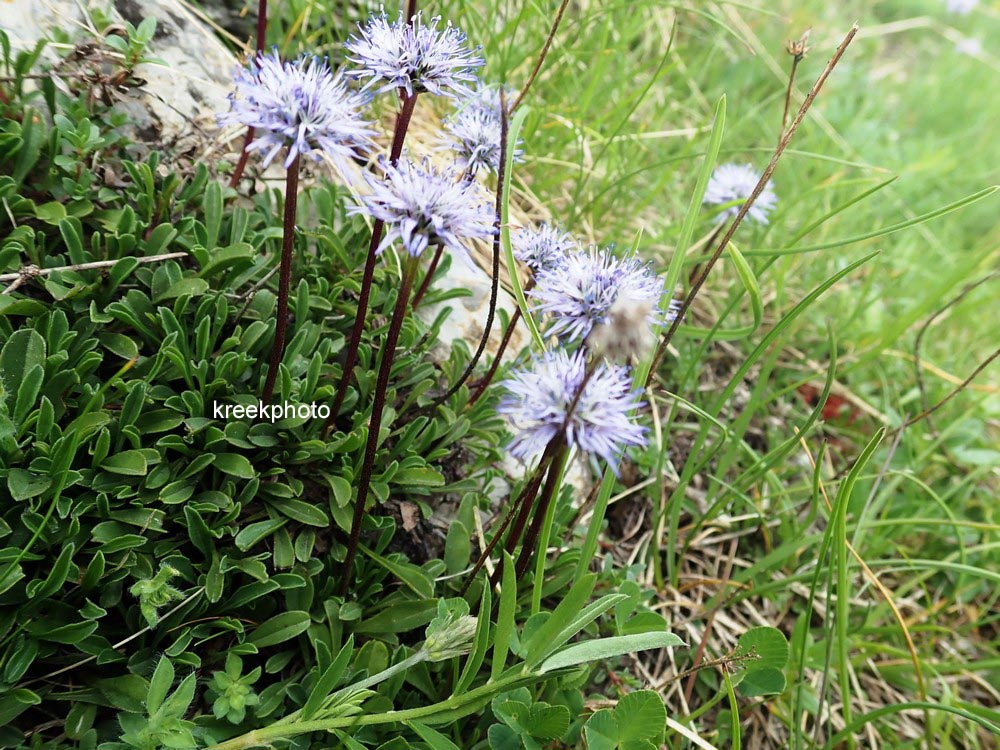 Globularia cordifolia