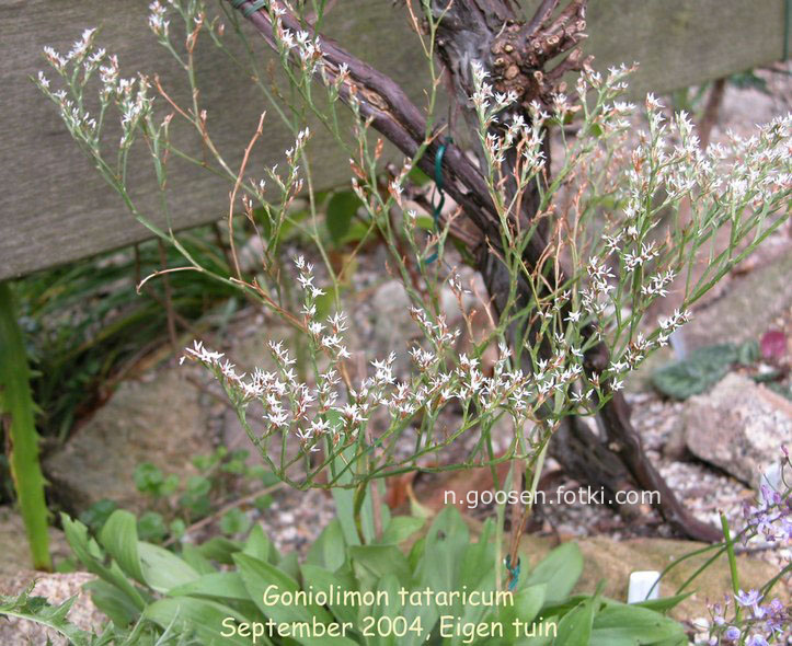Goniolimon tataricum