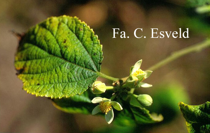 Grewia biloba parviflora Grewia biloba parviflora